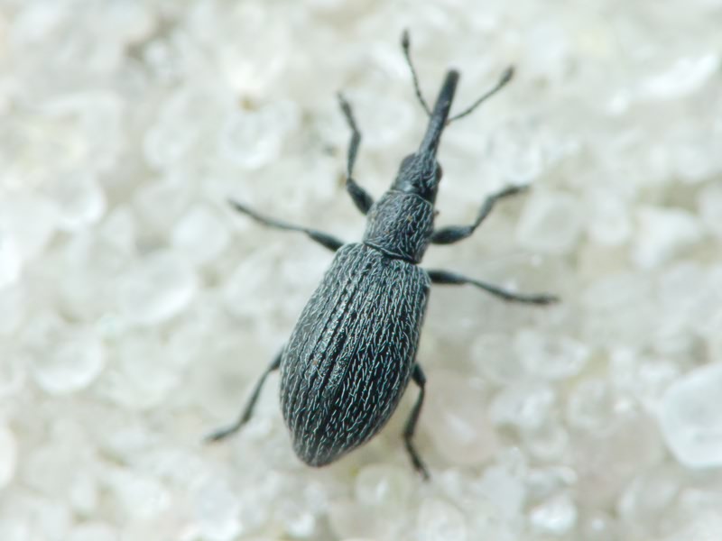 Apionidae Schönherr, 1823